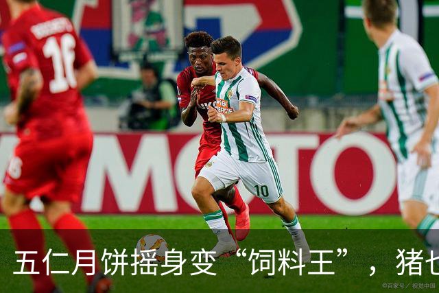 五仁月饼摇身变“饲料王”，猪也嗨了！